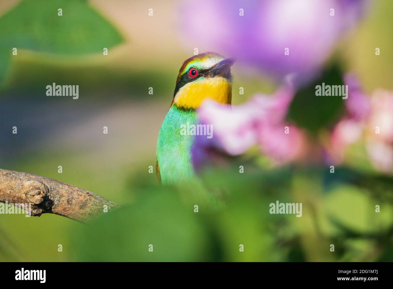 beautiful bird among flowers and greenery , wildlife Stock Photo Alamy