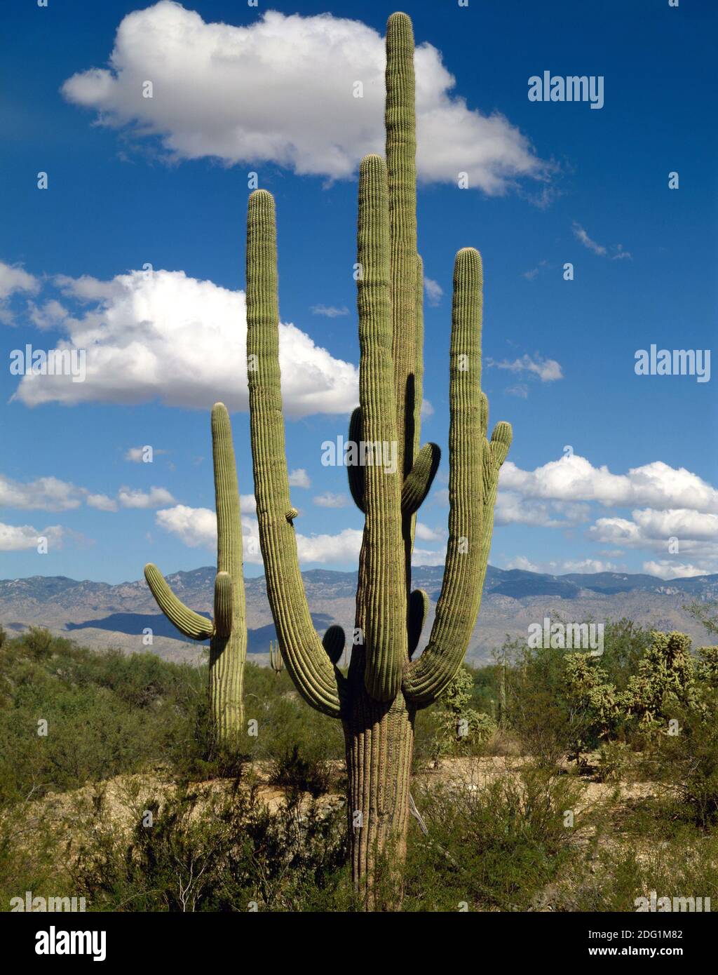 Saguaro, Arizona Stock Photo