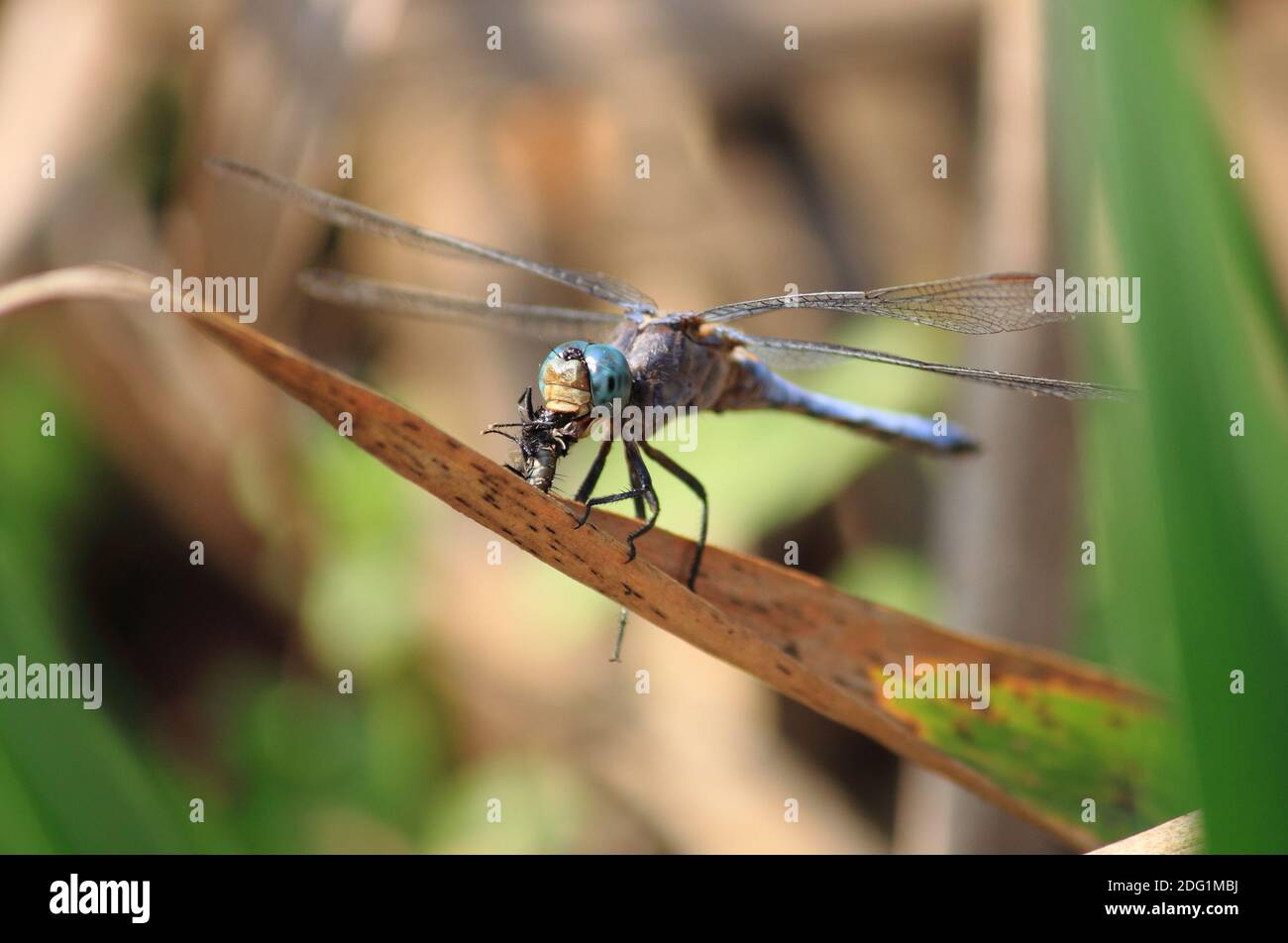 Dragonfly eating a fly on a leaf Stock Photo