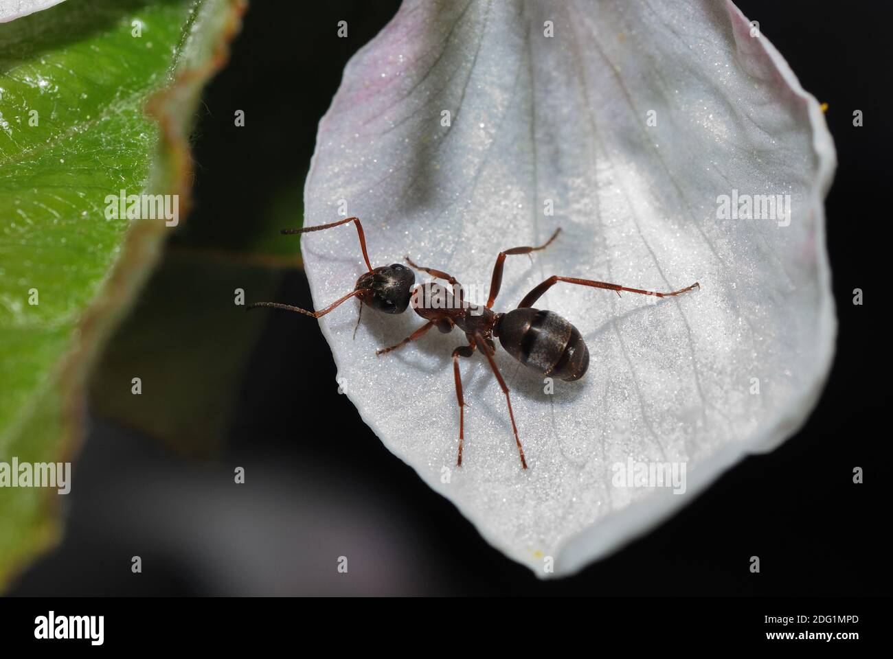 Ant on bluete Stock Photo