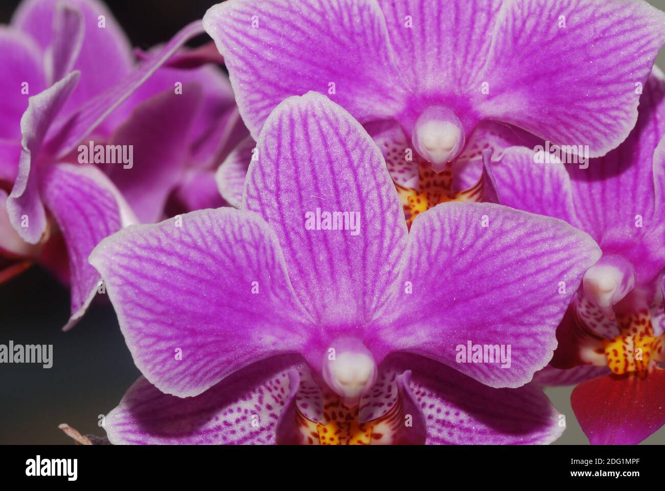 Orchideen design hires stock photography and images Alamy