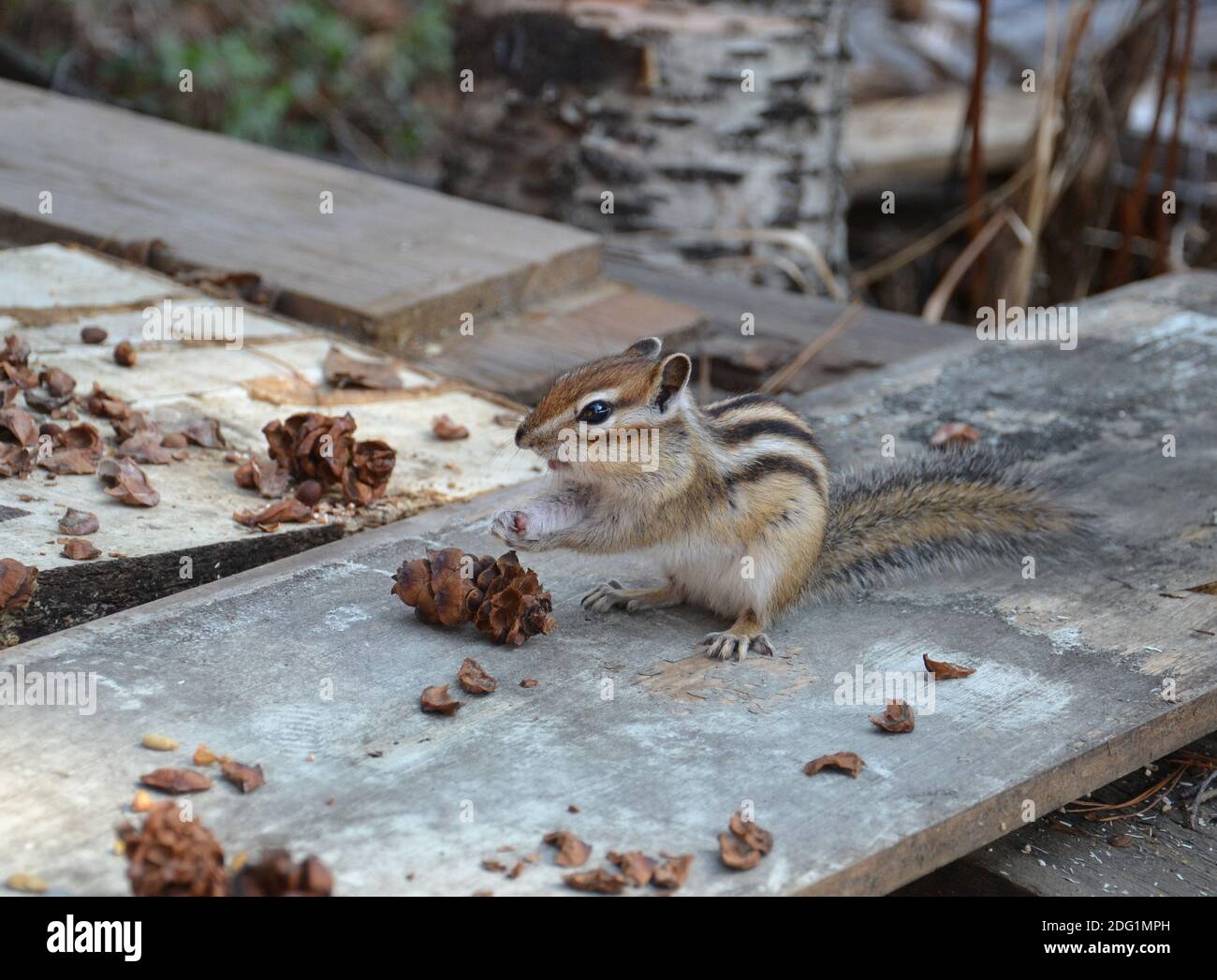 Chipmunk eats cedar seed Stock Photo Alamy