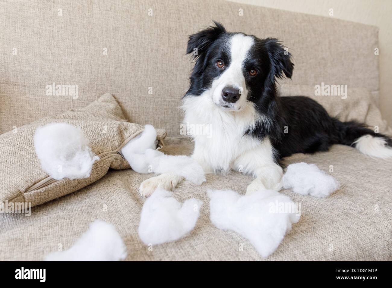 Why Do Border Collie Puppies Bite