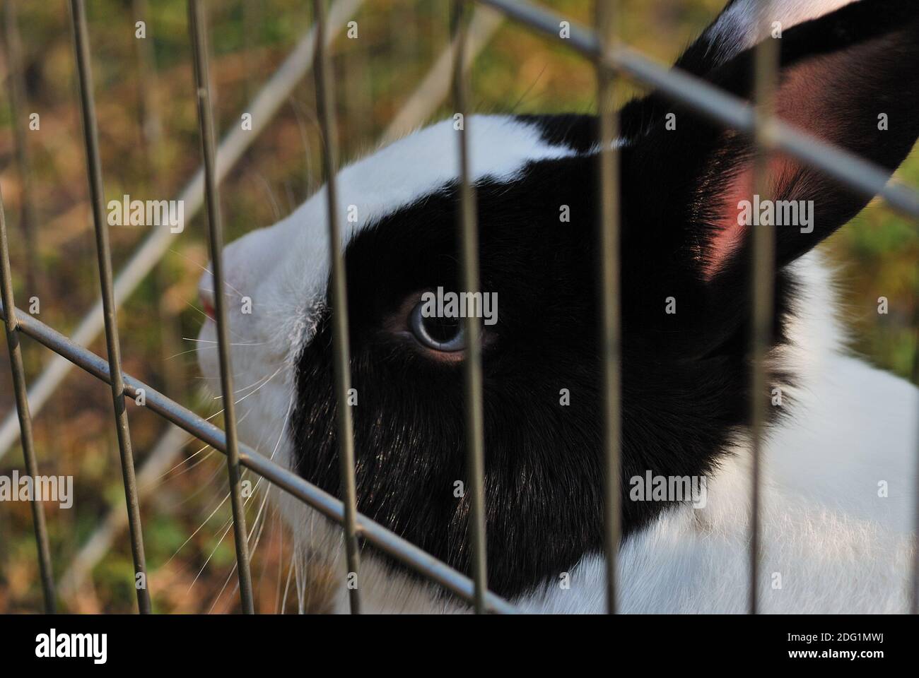 Black rabbit grid Stock Photo