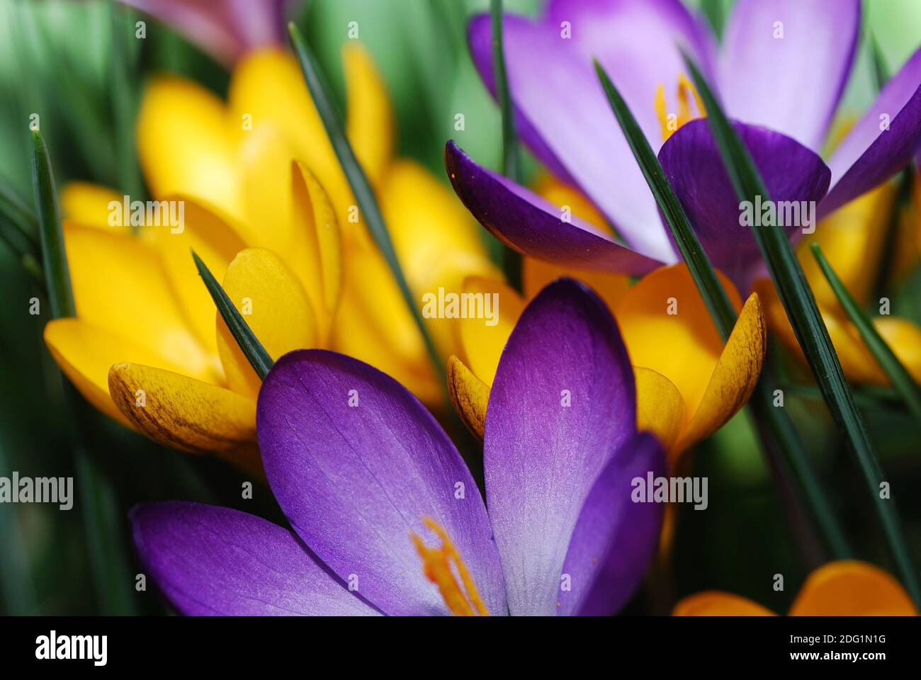Crocus detail hi-res stock photography and images - Alamy