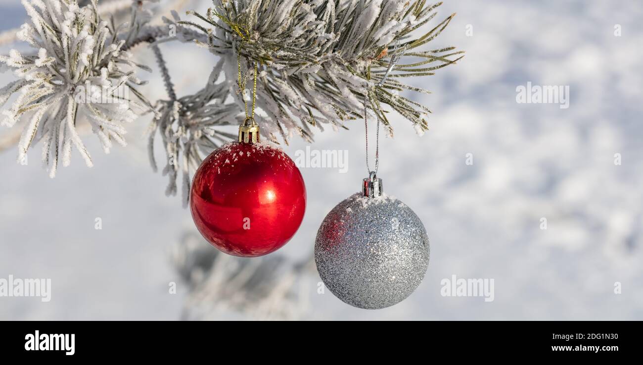 Close up shot of shiny red and glittering white Christmas balls hanging ...