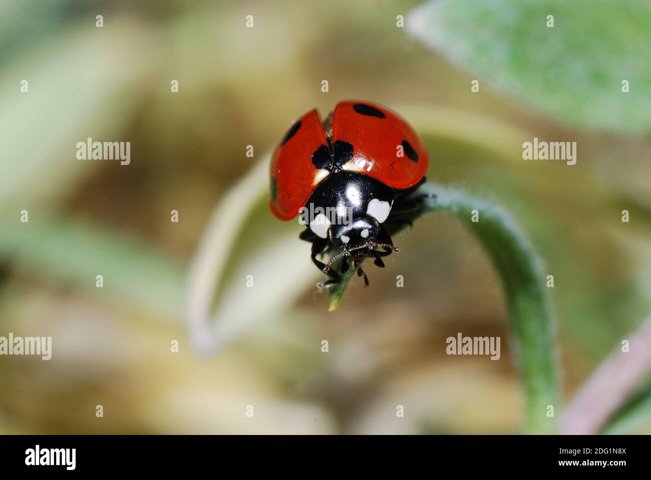 Marienkaefer hi-res stock photography and images - Alamy