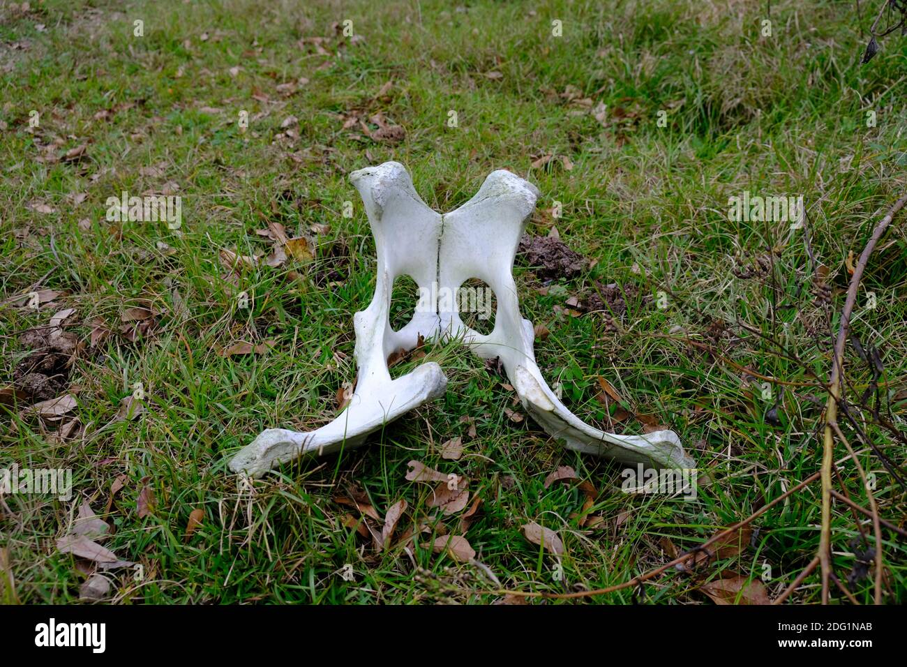 cow bones, maybe a hip bone Stock Photo Alamy