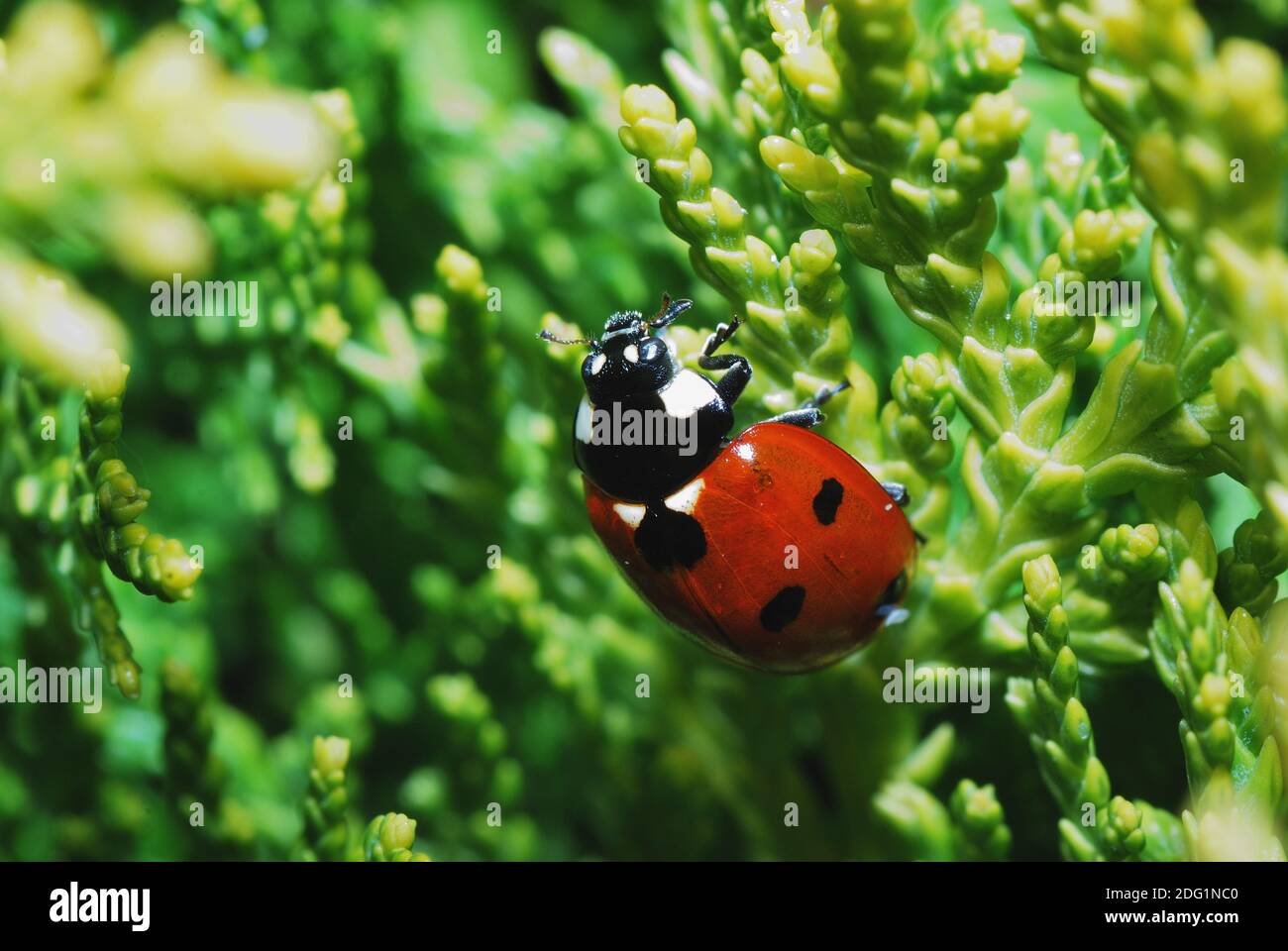Ladybug on thuje Stock Photo