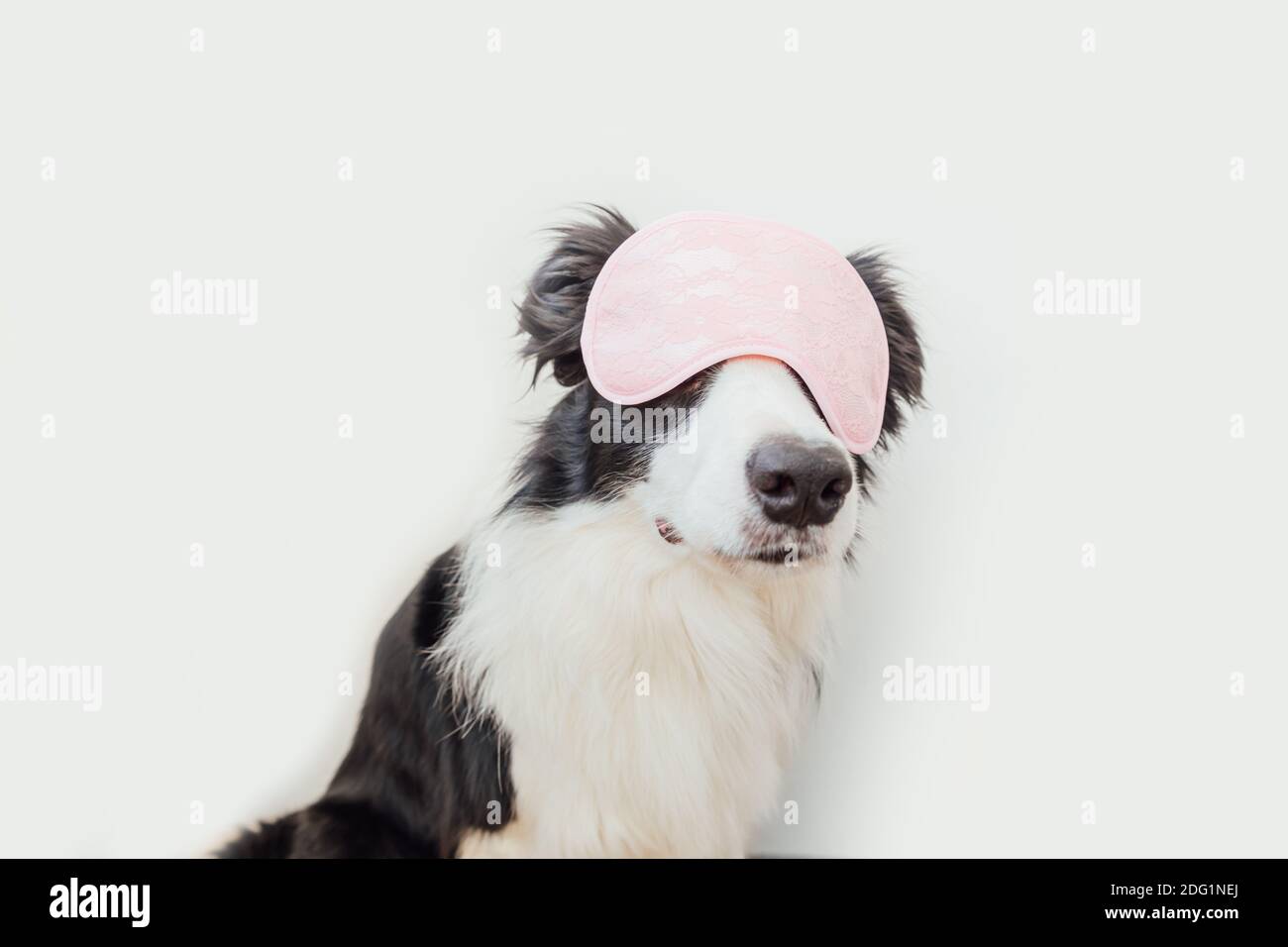 A chihuahua's face is merged with a blueberry muffin with a blueberry for  an eye. on Craiyon, image size:1300x956