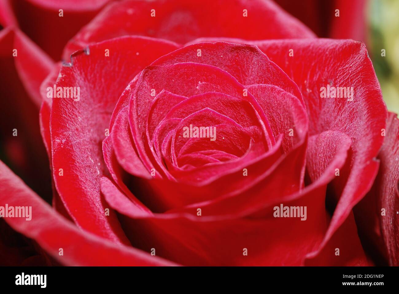 Rote pink Stock Photo