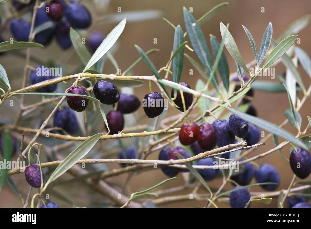 Olive on tree Stock Photo