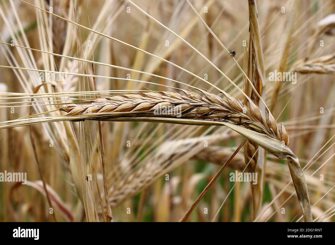 Ripe wheat ear Stock Photo