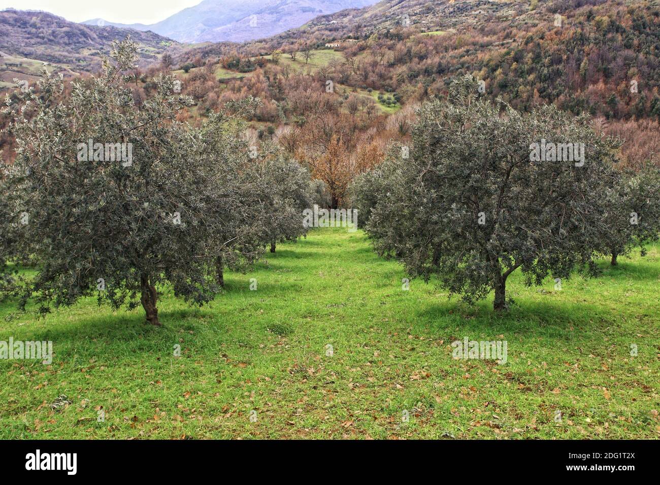 Olive tree background Stock Photo - Alamy