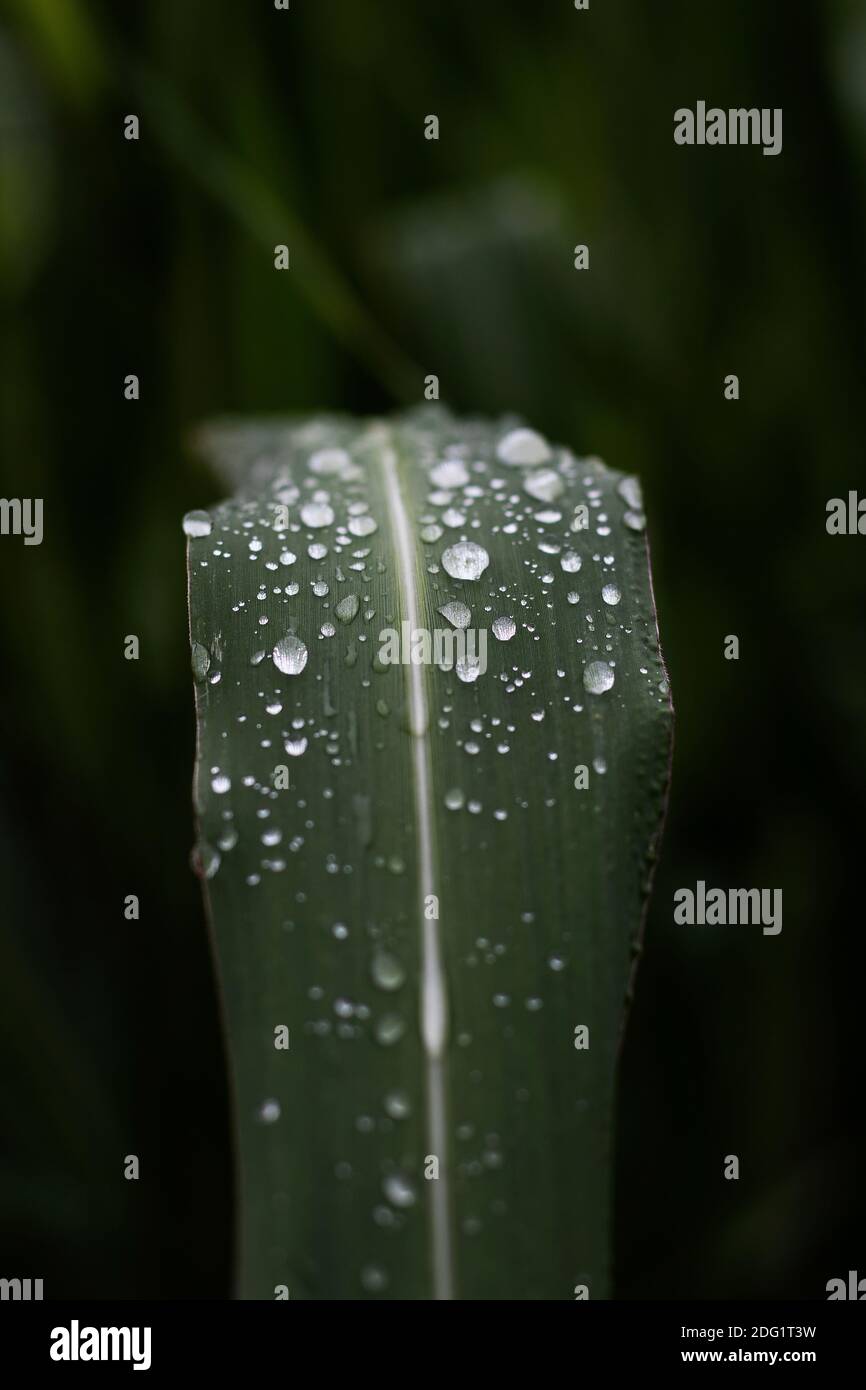 rain drops on leaves Stock Photo