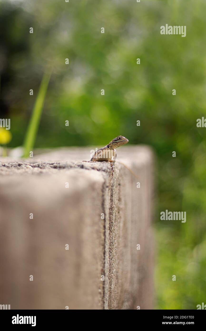 photo of a lizard on a fence Stock Photo