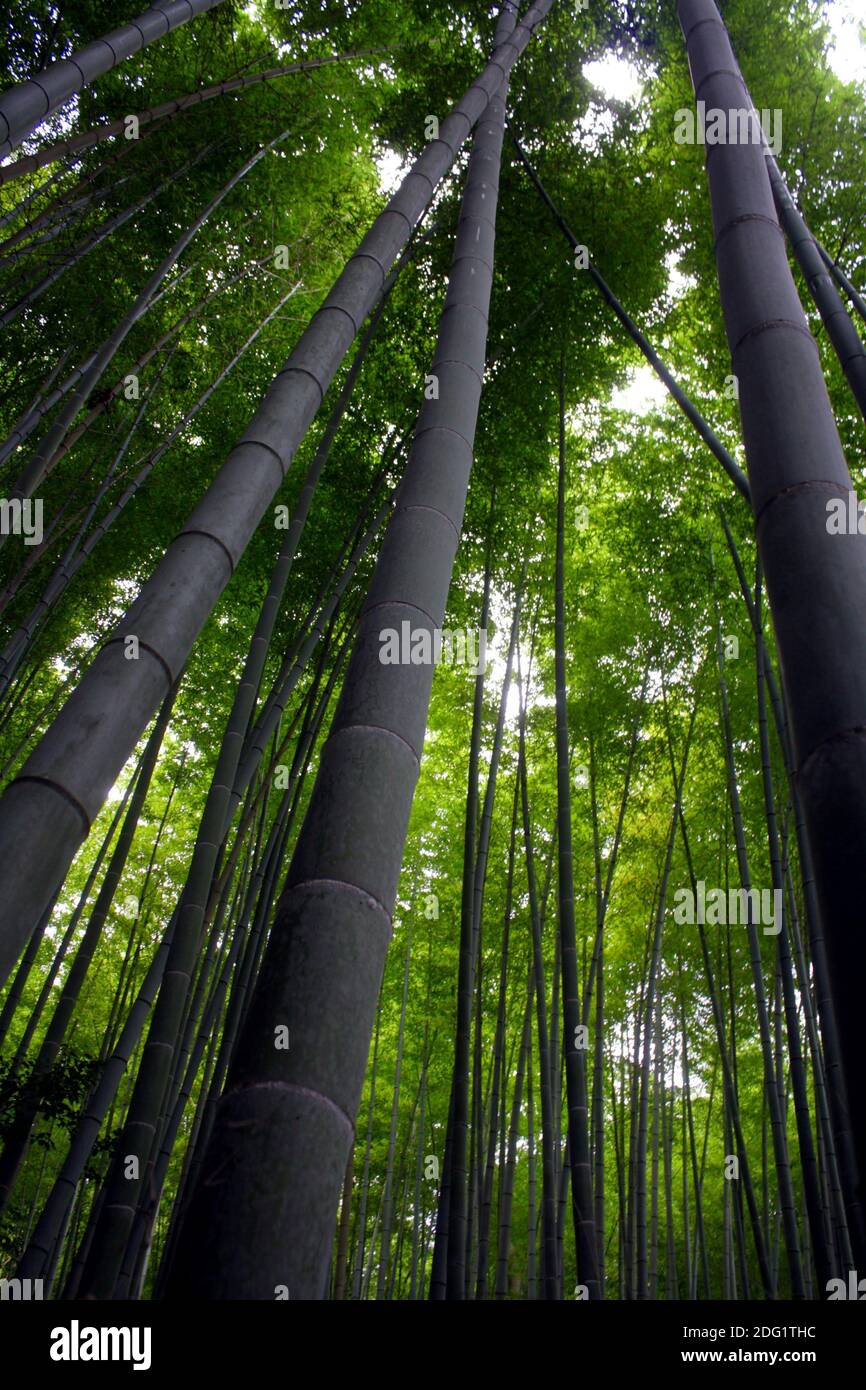 Bamboo forest in Japan Stock Photo