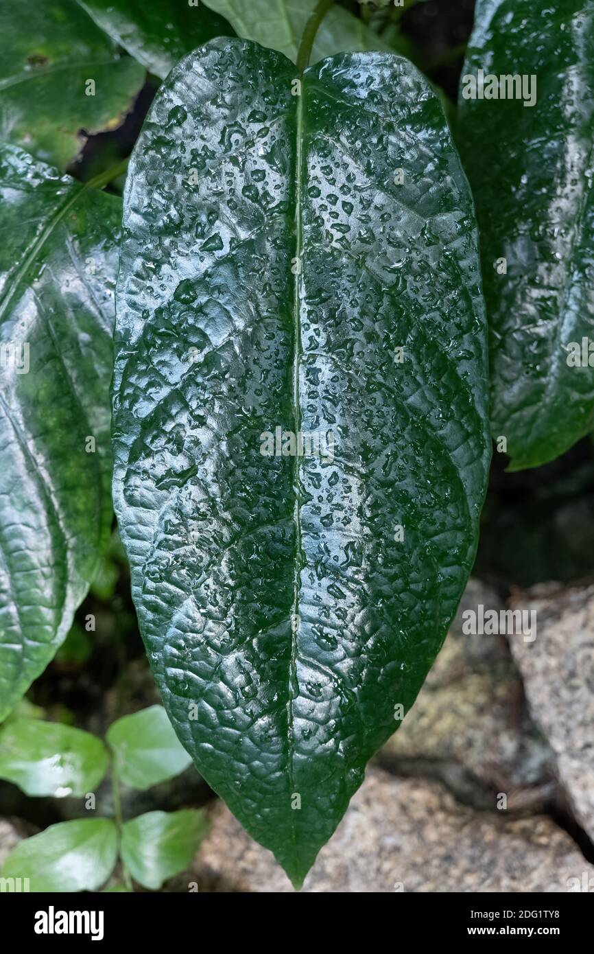 Dorstenia Sp leaf with water droplets, perennial plant, family: Moraceae Stock Photo