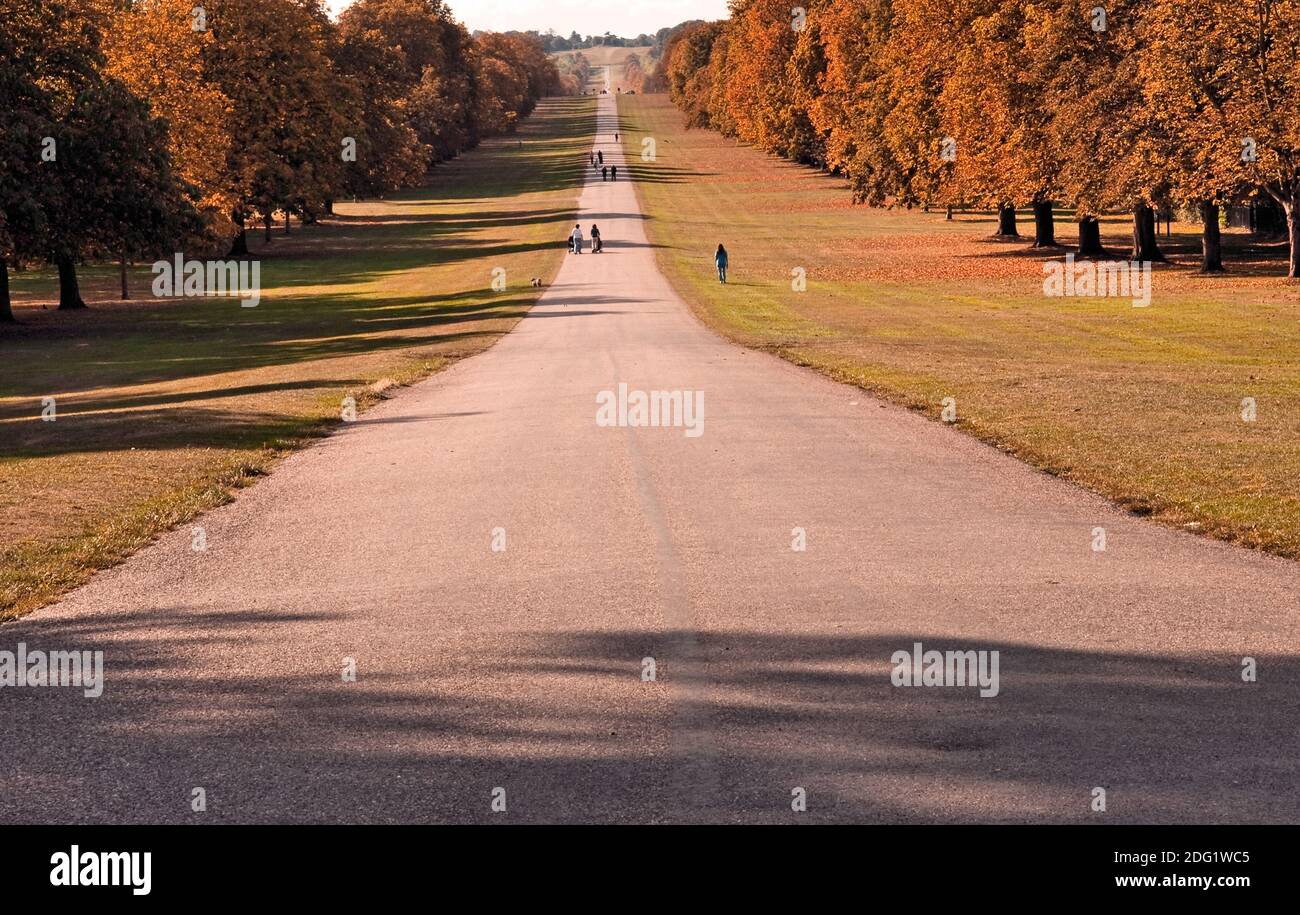 This sweeping road runs through Windsor Great Park Stock Photo