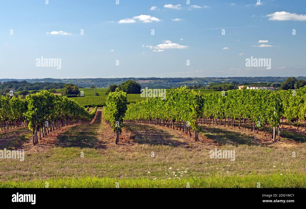France - Vineyard and Vines Stock Photo