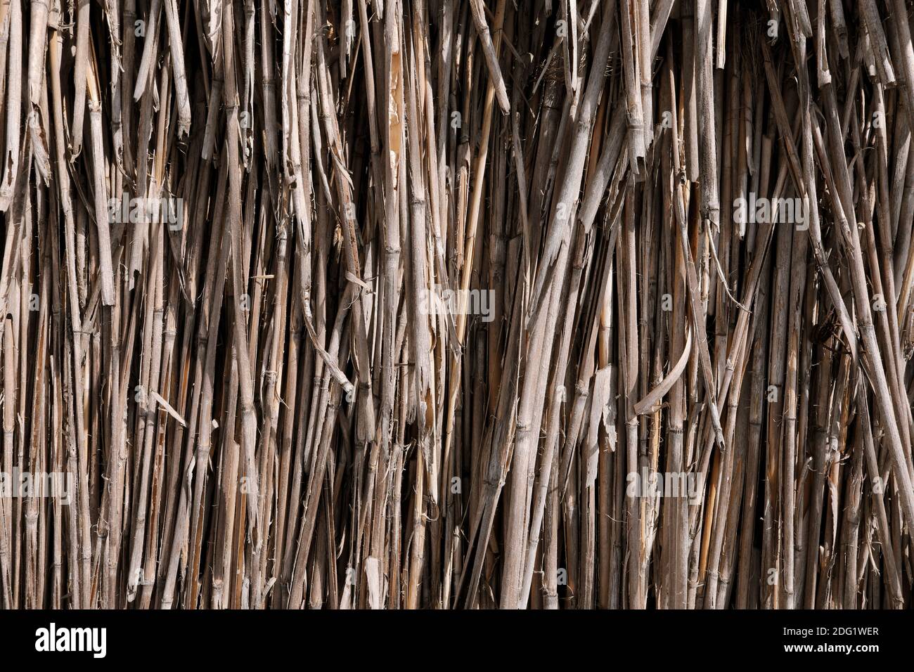 Close-up of the reed straw. Bundle of straw front view. Background or