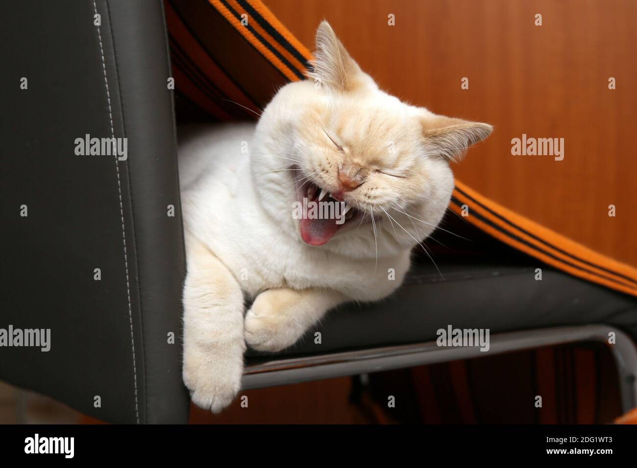 British cat yawns after a nap on a chair Stock Photo