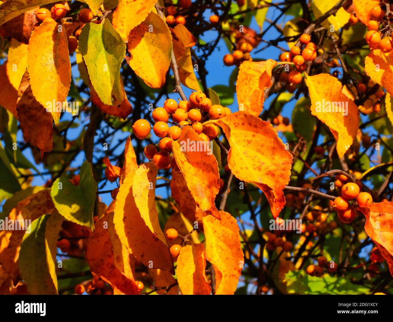 Mountain ash tree in fall with bright orange leaves and berries shining in the sunlight on an autumn day in beautiful scenic closeup view Stock Photo