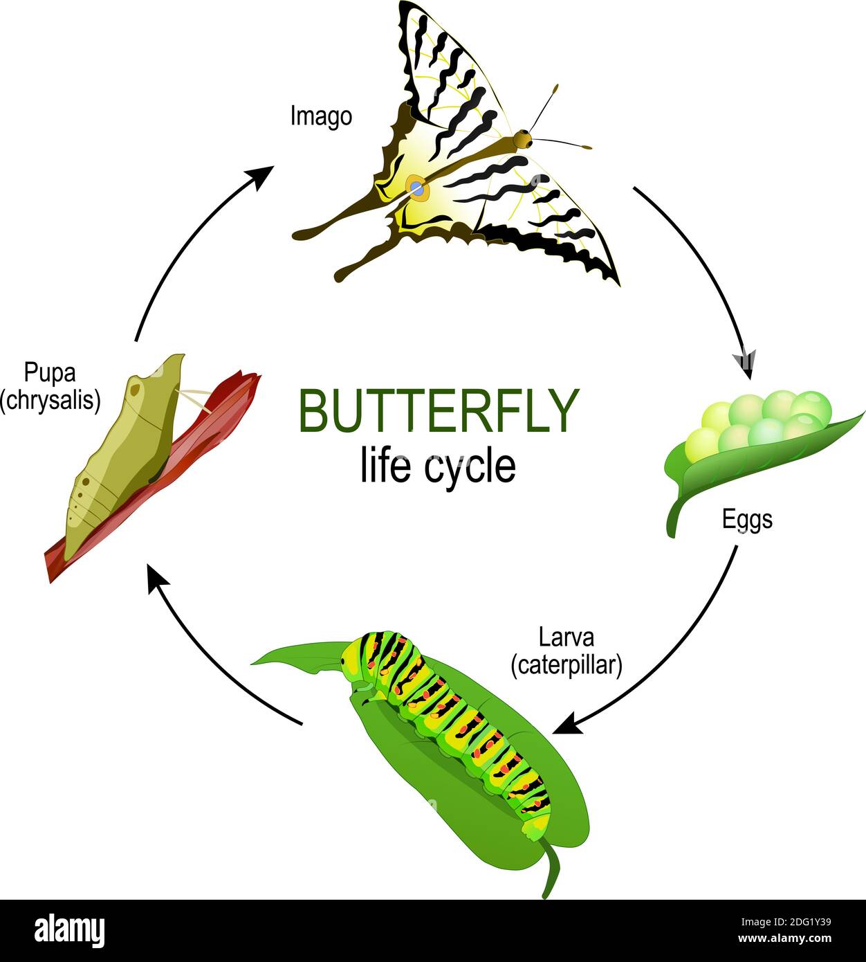 butterfly life cycle from eggs and Larva (caterpillar) to Pupa (chrysalis) and Imago. Vector diagram for educational, science, and biological use Stock Vector