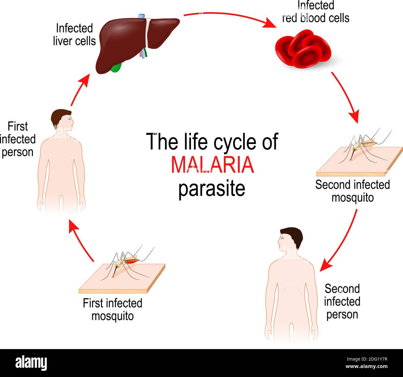 life cycle of a malaria parasite (from First infected mosquito to Second infectedperson). Malaria is a disease caused by a parasite Plasmodium Stock Vector
