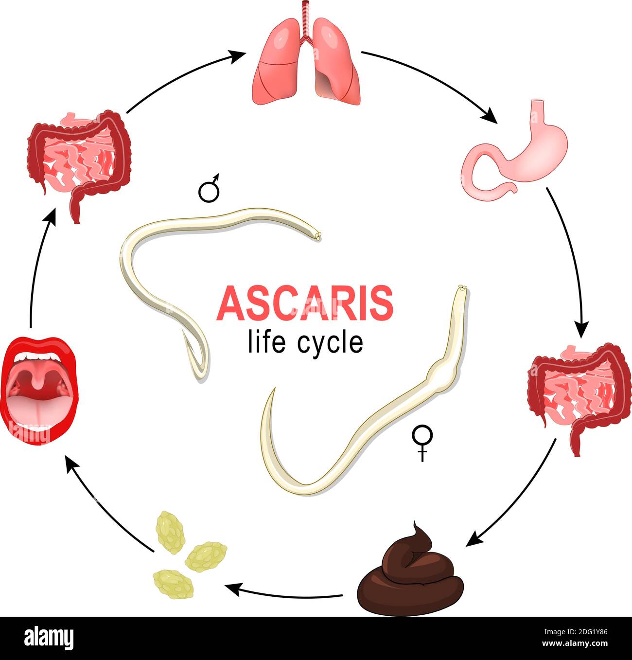 Ascaris. life cycle. Vector illustration of the most common human nematode infection. Worms grow and reproduction in human body, and production of egg Stock Vector