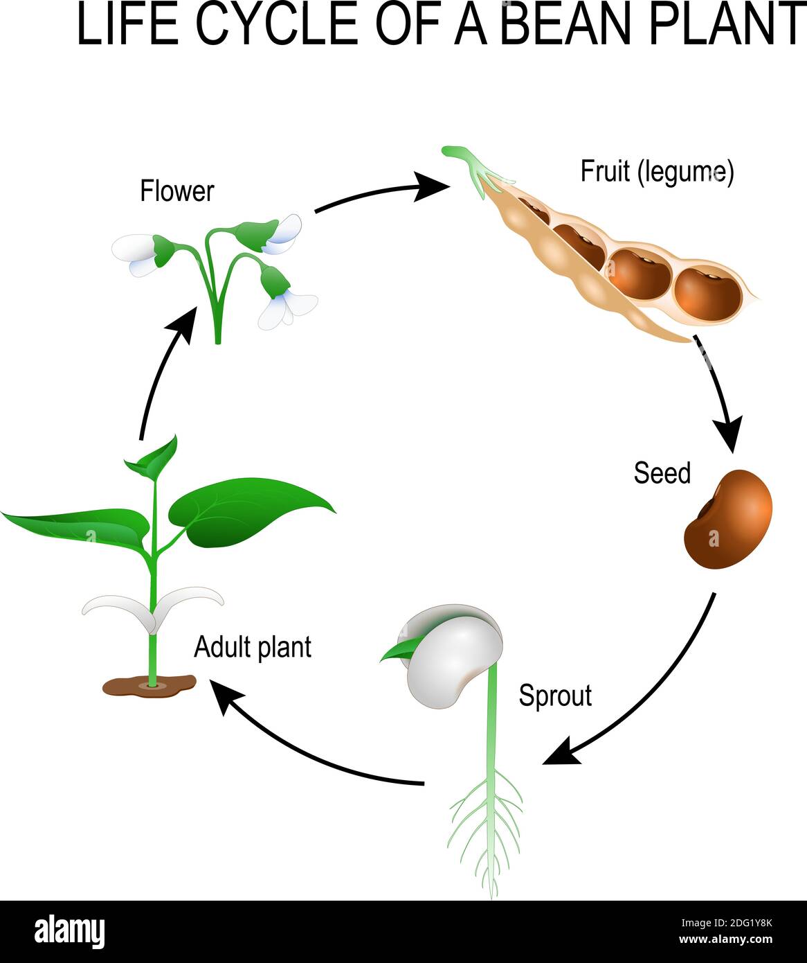 Bean Seed Life Cycle