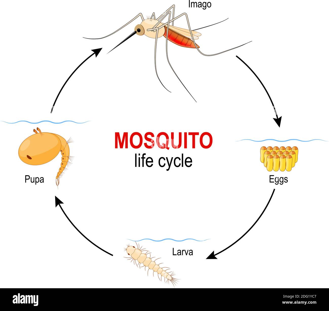 mosquito life cycle. four stages: Egg, Larva, Pupa and adult insect. Vector diagram for  educational, science, biological and medical use Stock Vector