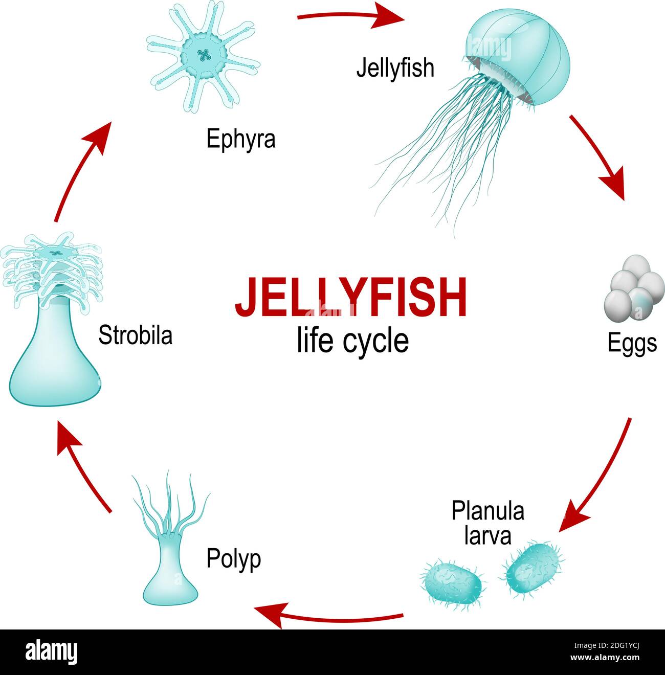 Phylum Cnidaria Polyp