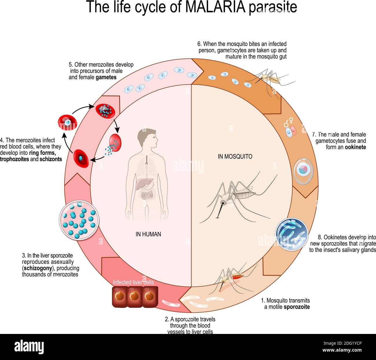 The life cycle of MALARIA parasite. Vector diagram for educational, science, and biological use Stock Vector