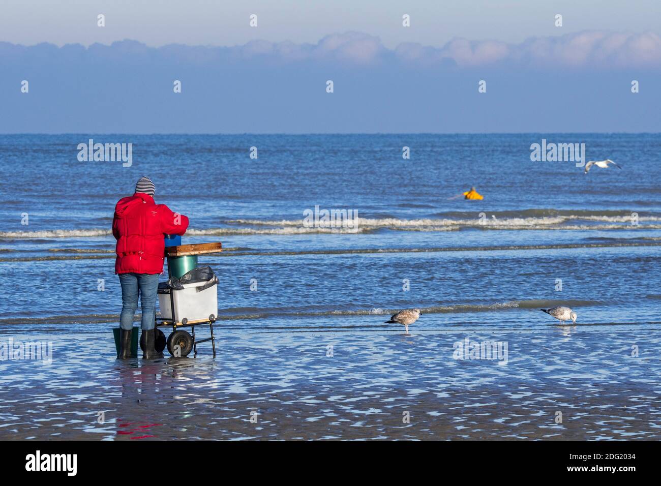 Shrimper sorting catch from shrimp drag net / dragnet on the beach caught along the Belgian North Sea coast, Belgium Stock Photo