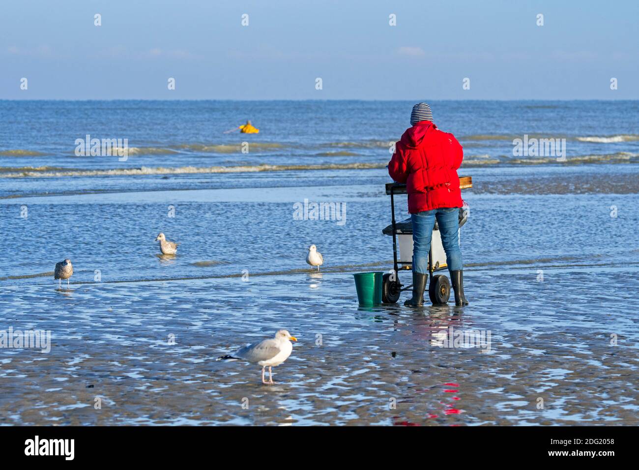 Shrimper sorting catch from shrimp drag net / dragnet on the beach caught along the Belgian North Sea coast, Belgium Stock Photo