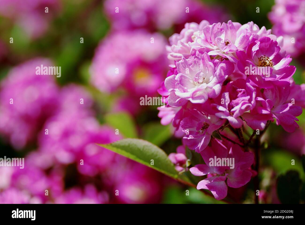 Blumen pink Stock Photo