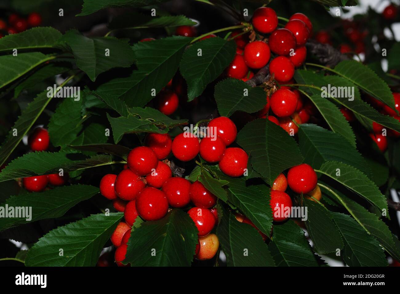 Red cherries on the tree Stock Photo