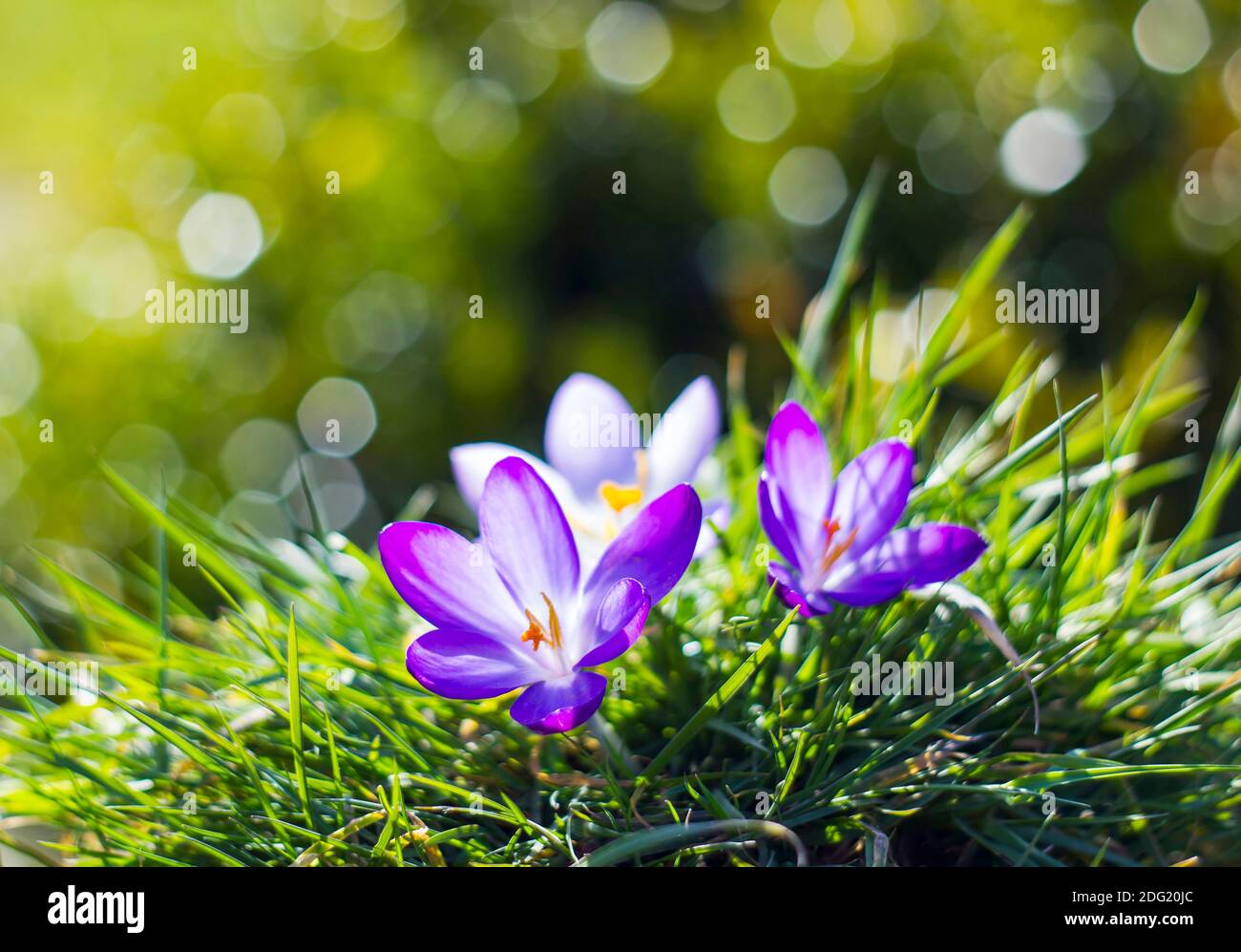 First crocus field hi-res stock photography and images - Alamy
