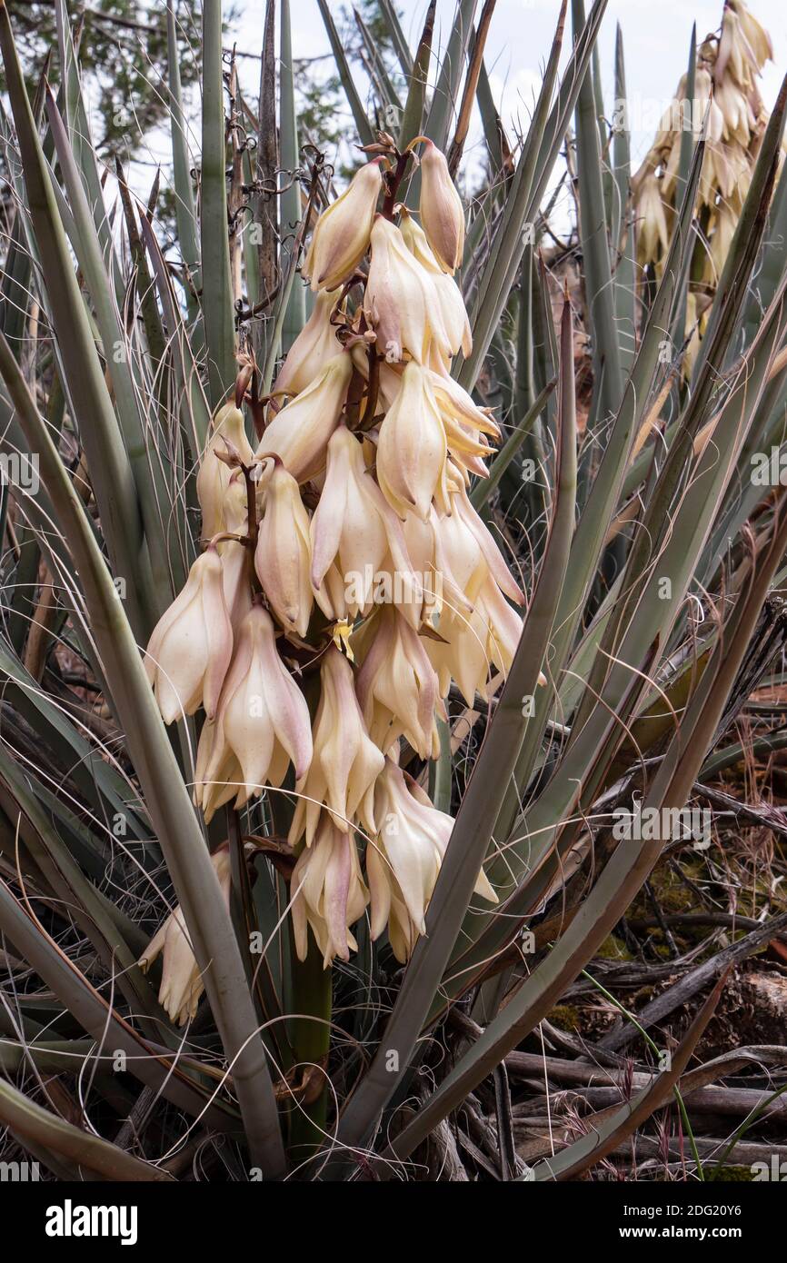 Banana yucca (Yucca Yucca baccata) blossoms, Snow Canyon State Park