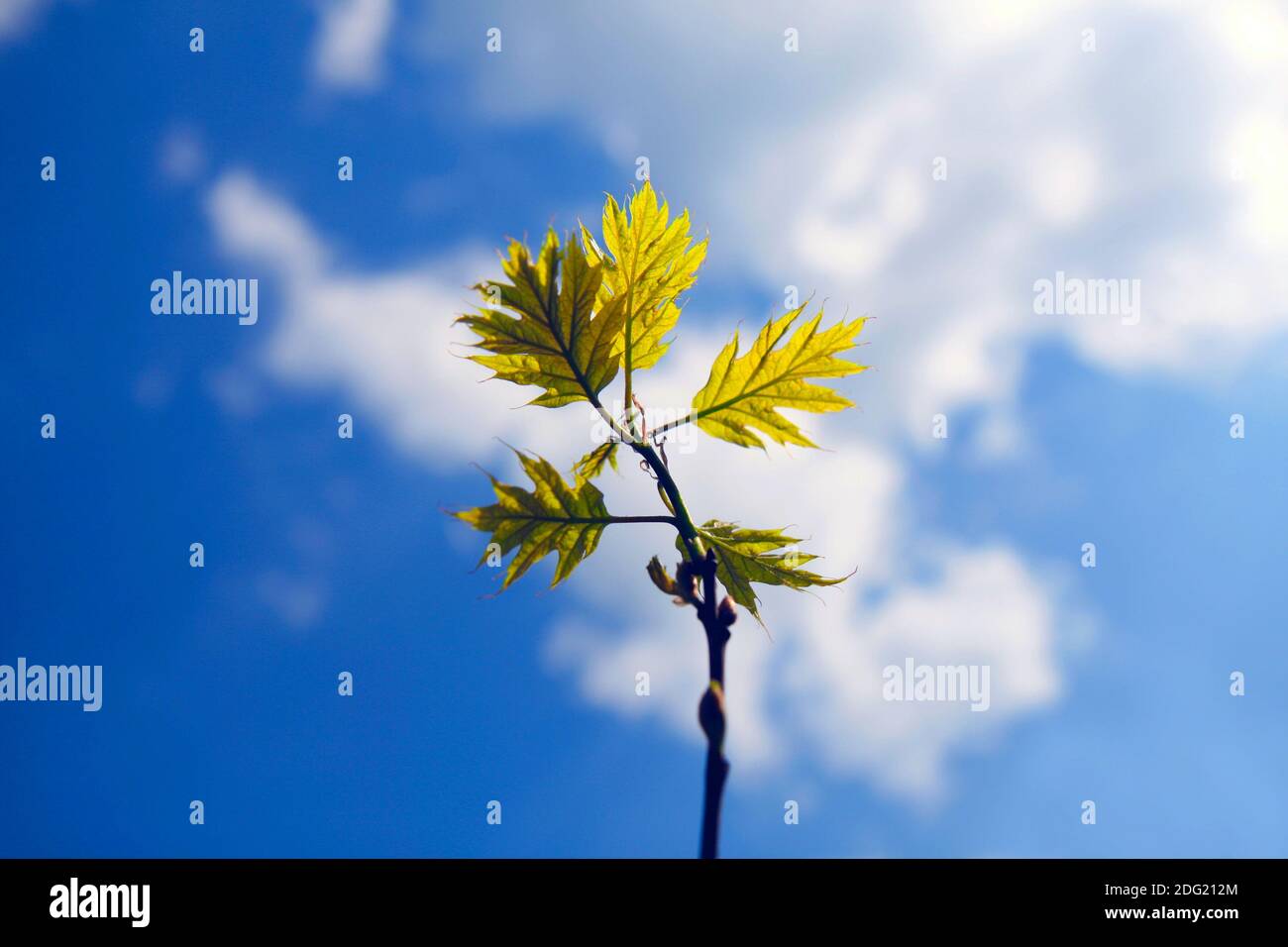 Young oak leaves with blue sky background Stock Photo - Alamy