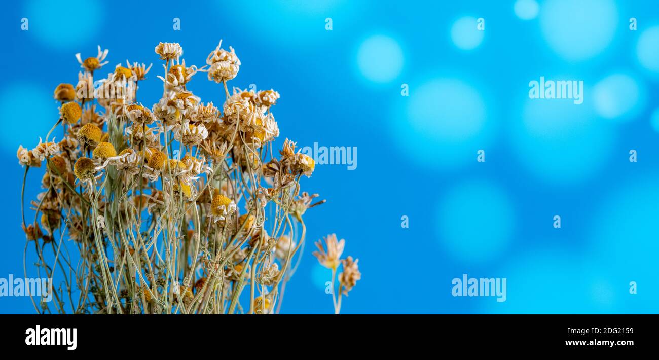 dried wild flowers chamomile herbarium on bokeh background Stock Photo