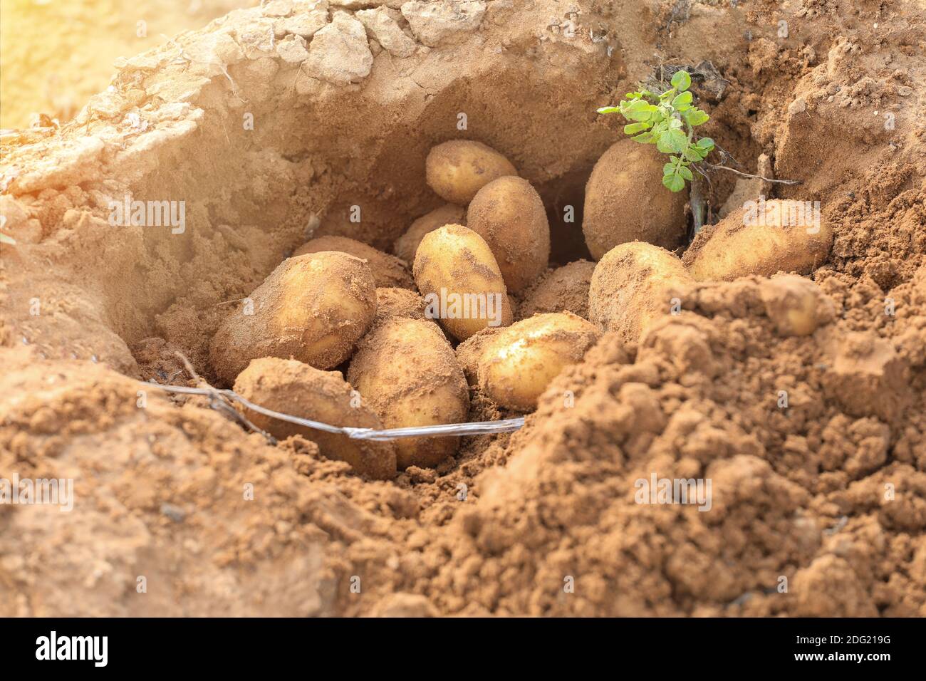 Fresh dug up ripe organic Potatoes on the ground on a farm. Stock Photo