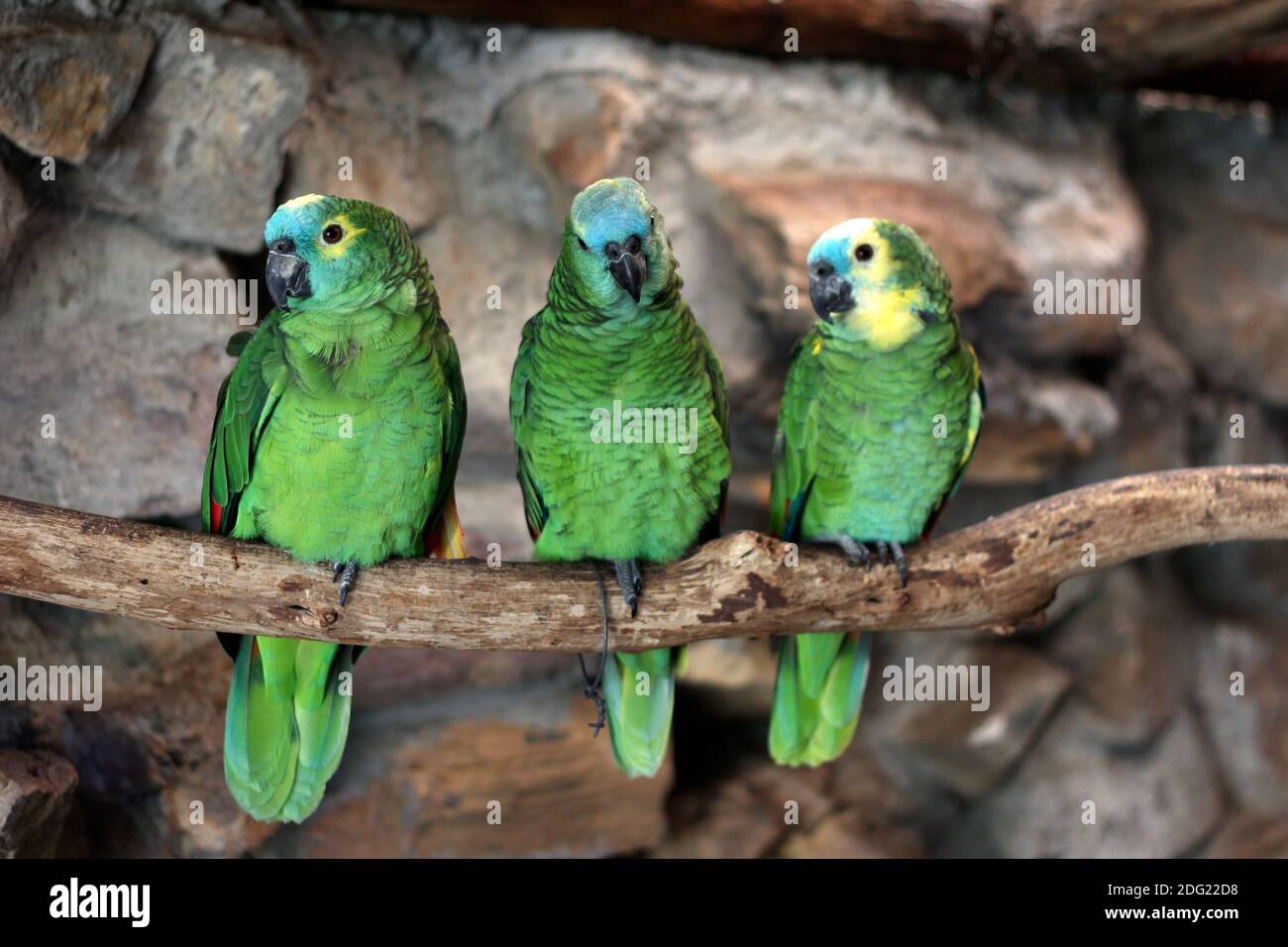 Three Blue-Fronted Amazon (Amazona aestiva) Stock Photo