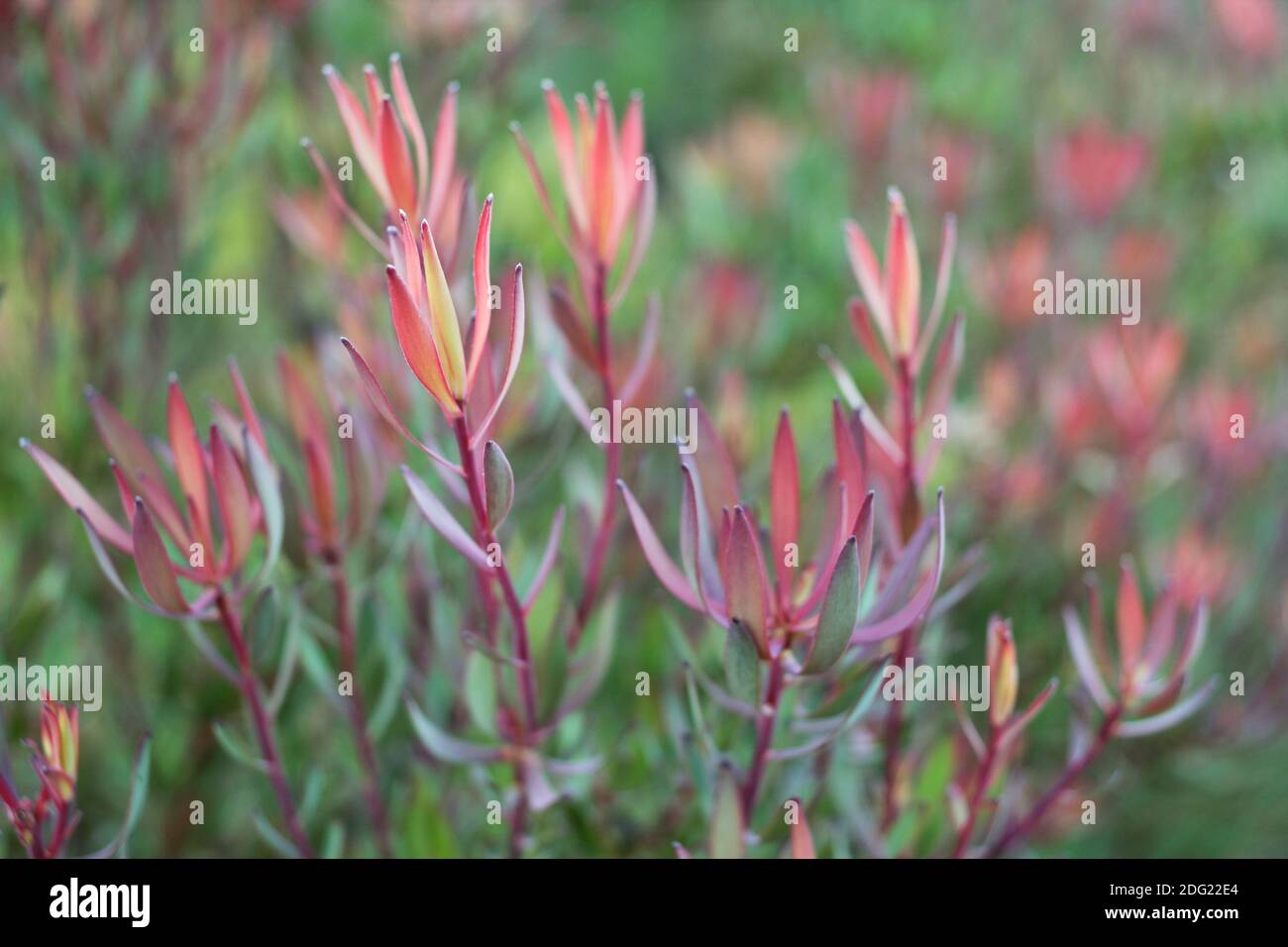 Leucadendron salignum at Kirstenbosch Botanical Garden Stock Photo