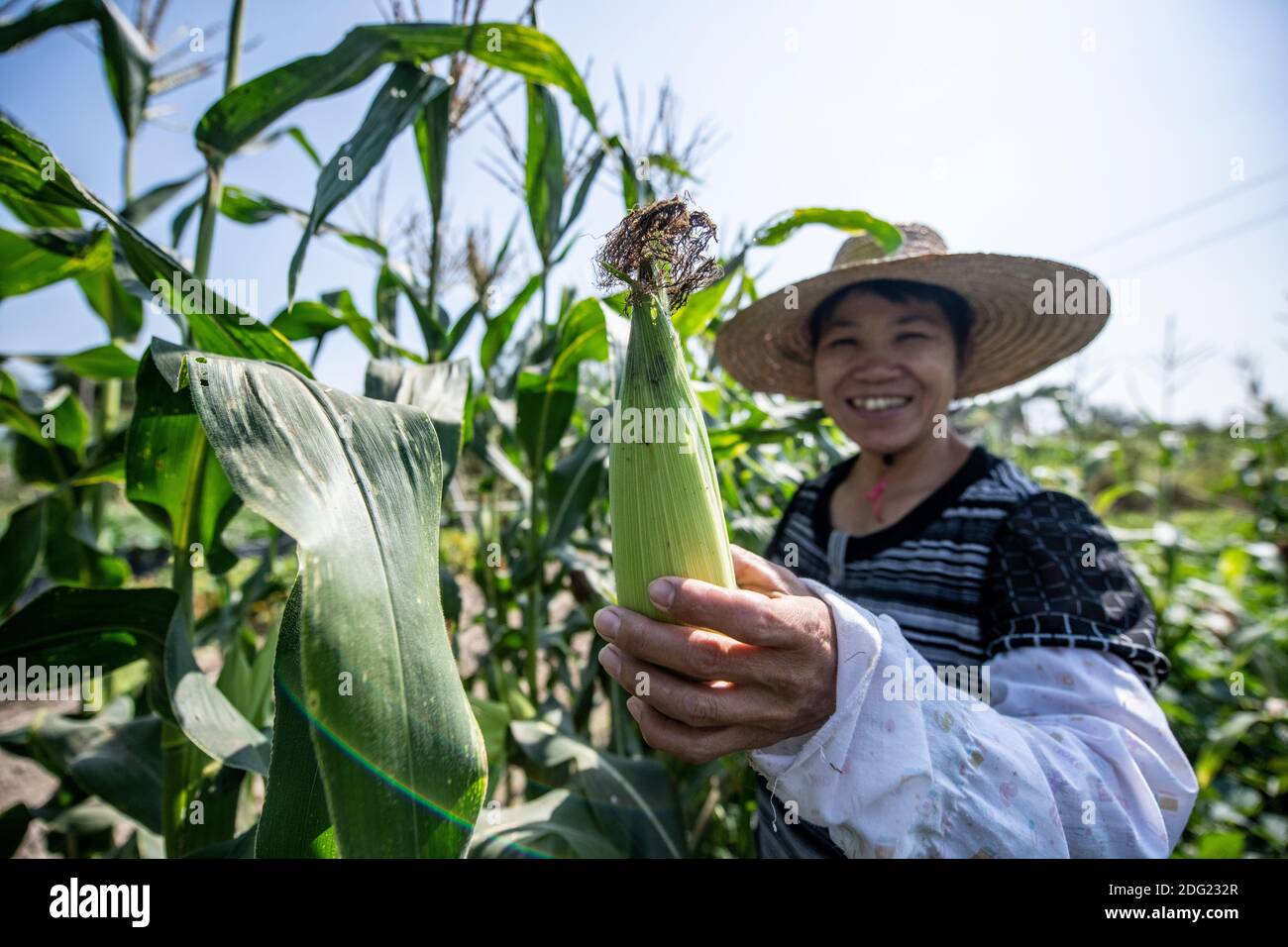 Small scale agriculture in rural China - organic, subsistence farming. A female farmer waters her produce and offers the photographer some corn. Stock Photo