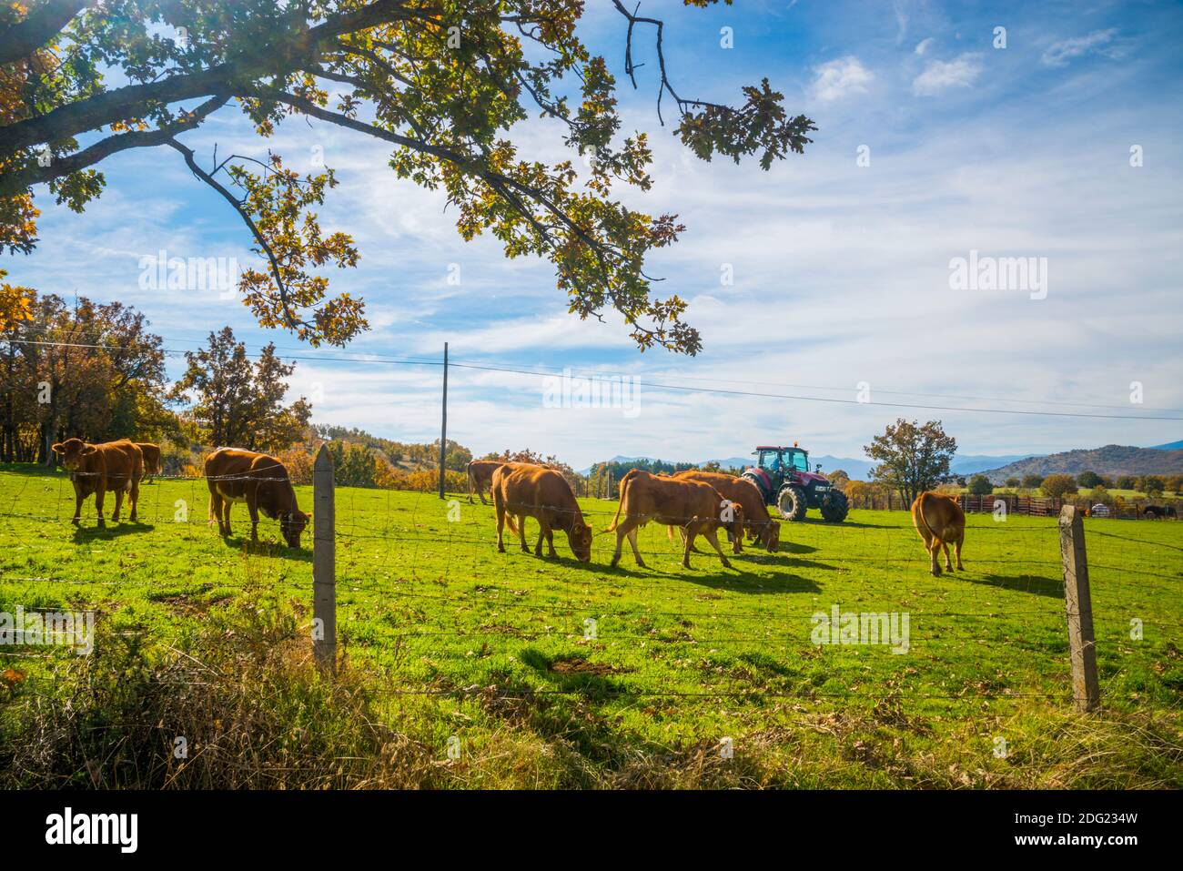 Cows grazing. Montejo de la Sierra, Madrid province, Spain. Stock Photo