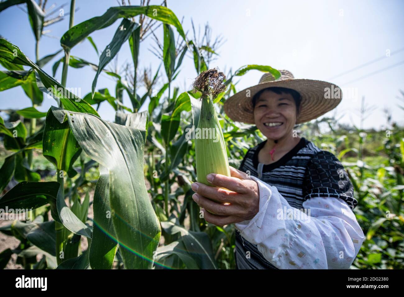 Small scale agriculture in rural China - organic, subsistence farming. A female farmer waters her produce and offers the photographer some corn. Stock Photo