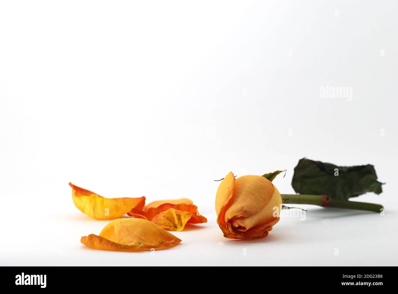 Orange rose und bluetenblaetter Stock Photo