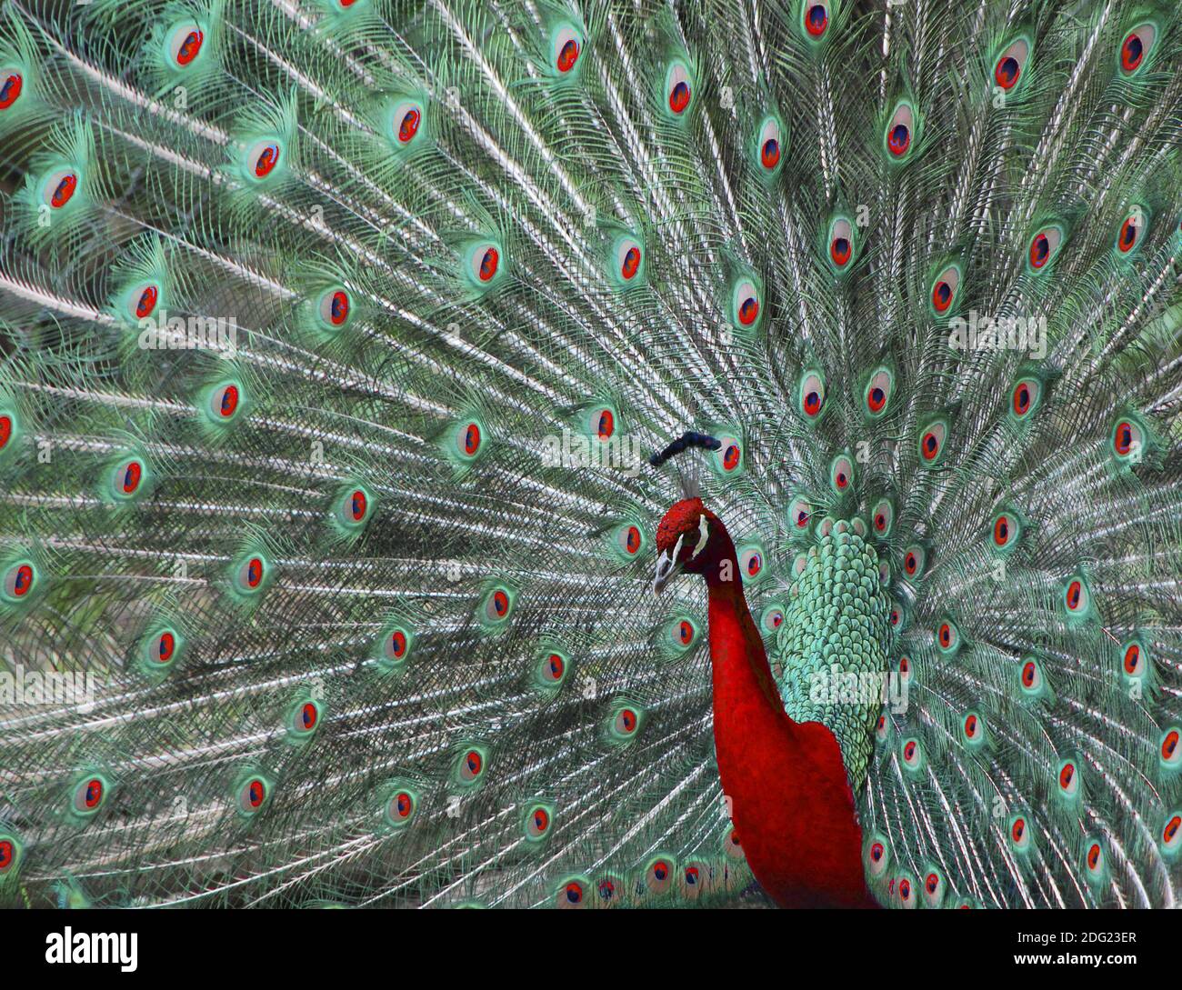 Pfau in rot Stock Photo - Alamy